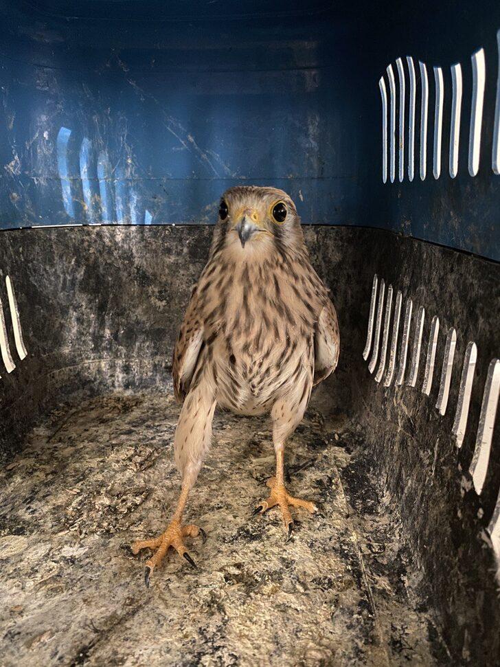 Erzurum'da tedavi edilen kerkenez, doğan ve  kızıl şahin doğaya salındı G3