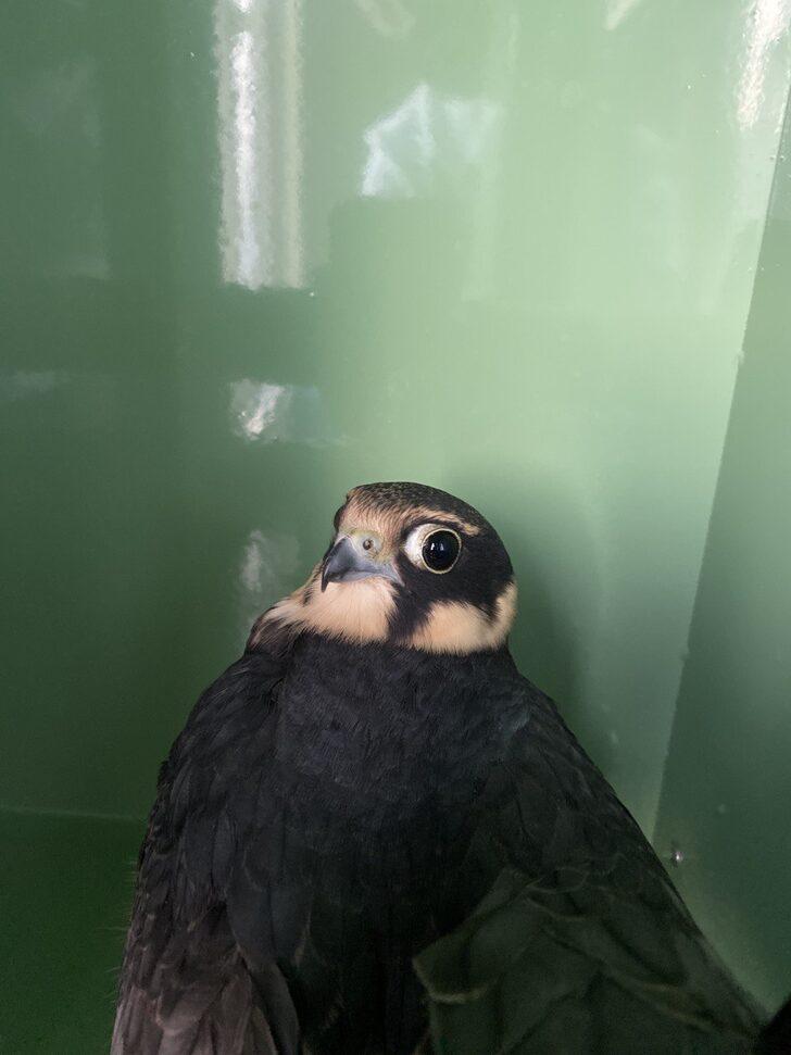 Erzurum'da tedavi edilen kerkenez, doğan ve  kızıl şahin doğaya salındı G5