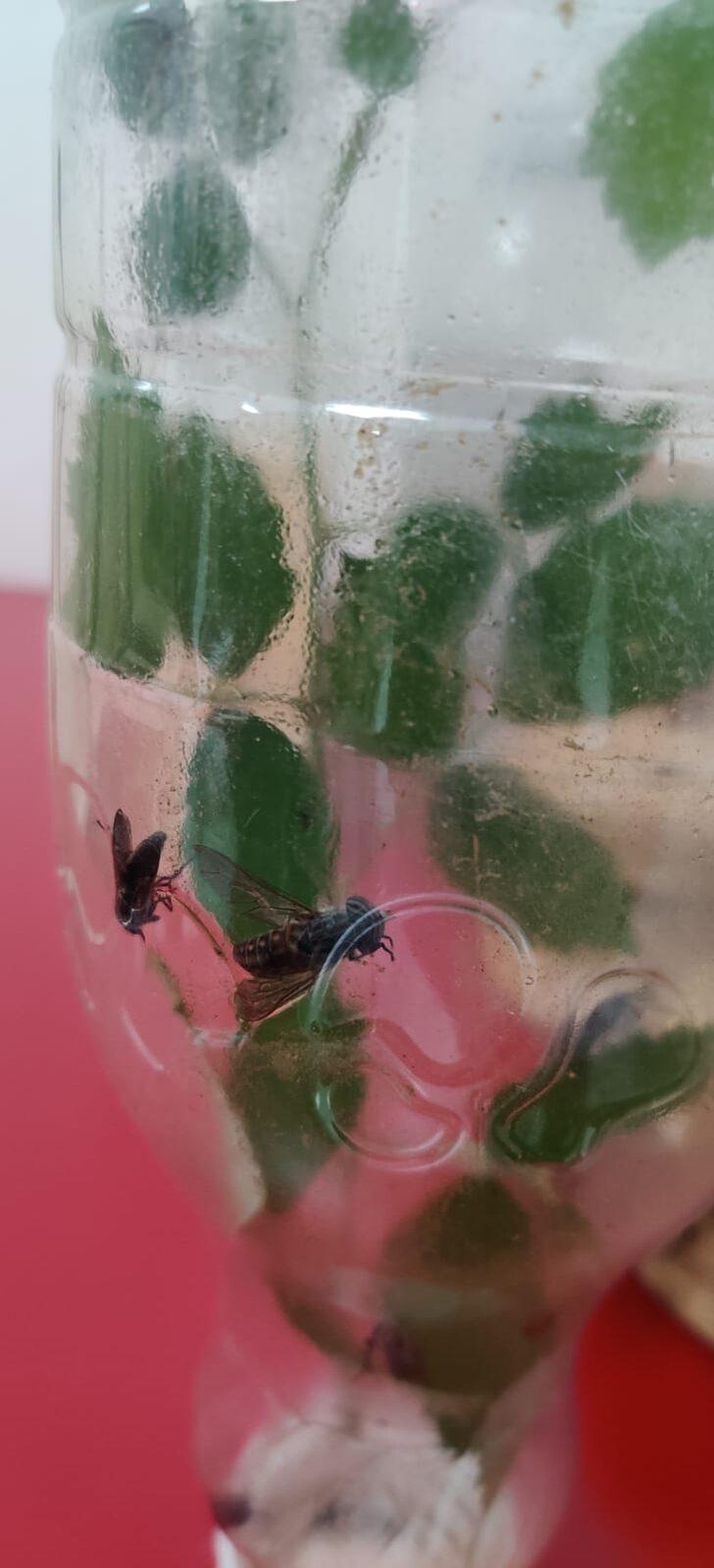 Hatay'da böcek türlerini yasa dışı toplayan yabancı uyrukluya para cezası G3