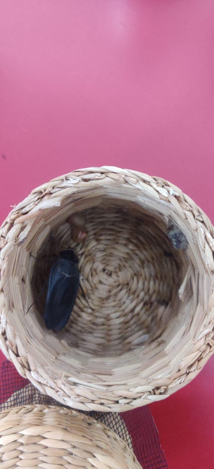 Hatay'da böcek türlerini yasa dışı toplayan yabancı uyrukluya para cezası G4