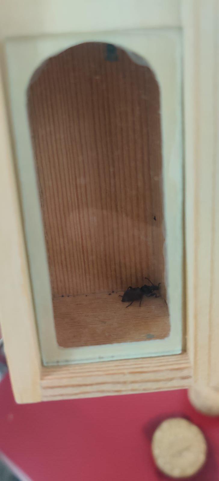 Hatay'da böcek türlerini yasa dışı toplayan yabancı uyrukluya para cezası G5