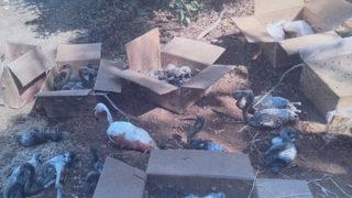 Kolilerden gelen sesler korkunç olayı ortaya çıkardı! Para için flamingolara kıydılar