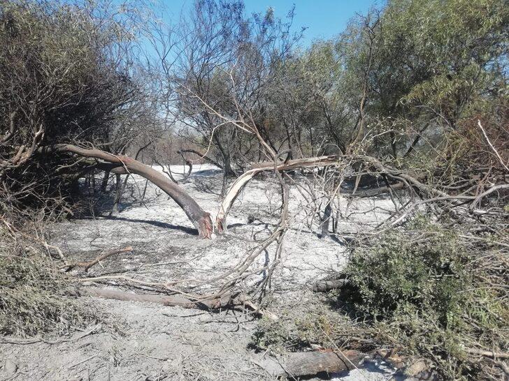 Kaş'ta ağaçlandırma sahasında çıkan yangın kontrol altına alındı G3