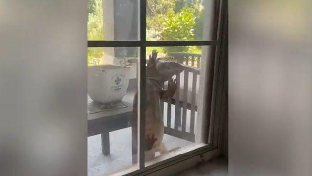 Penceresini tıklatan yabancı yüreğini ağzına getirdi! Korku dolu anları sosyal medya hesabında paylaştı