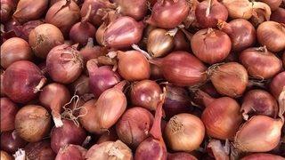 Tekirdağ soğanı coğrafi işaretle tescillendi