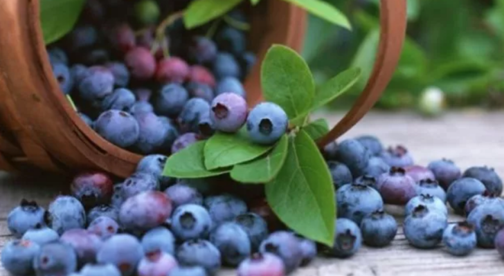 'Süper gıda' olarak biliniyor: Kanseri önlüyor, kan şekerini dengeliyor G1