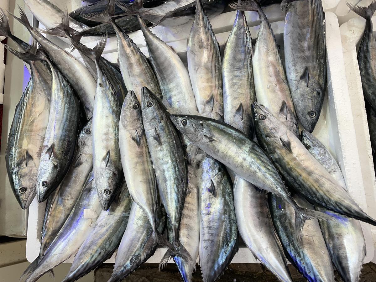 Ordu'da balık&ccedil;ı tezgahlarında palamut bolluğu yaşanıyor