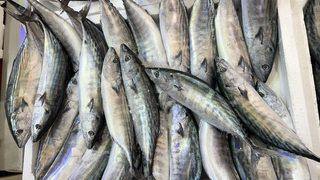 Ordu'da balıkçı tezgahlarında palamut bolluğu yaşanıyor