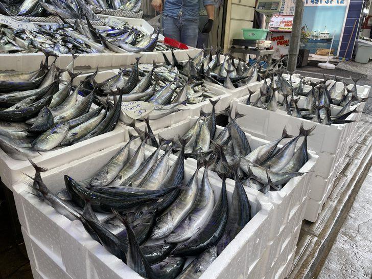 Ordu'da balıkçı tezgahlarında palamut bolluğu yaşanıyor G3