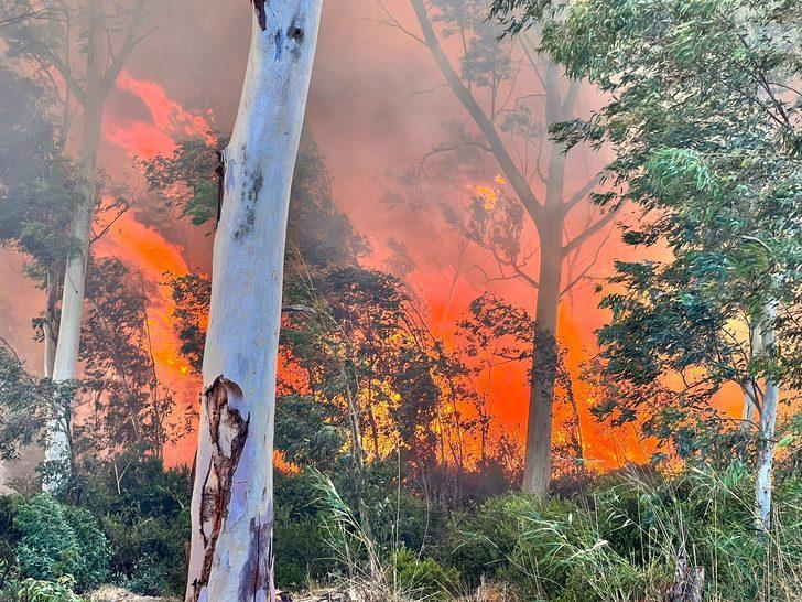 GÜNCELLEME - Kaş'ta ağaçlandırma sahasında yeniden çıkan yangın seralara sıçradı G1