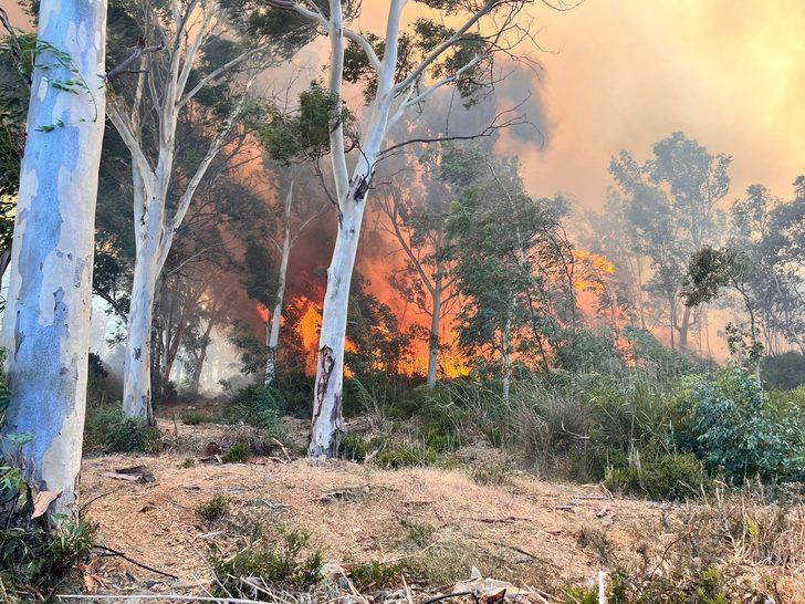 GÜNCELLEME - Kaş'ta ağaçlandırma sahasında yeniden çıkan yangın seralara sıçradı G2