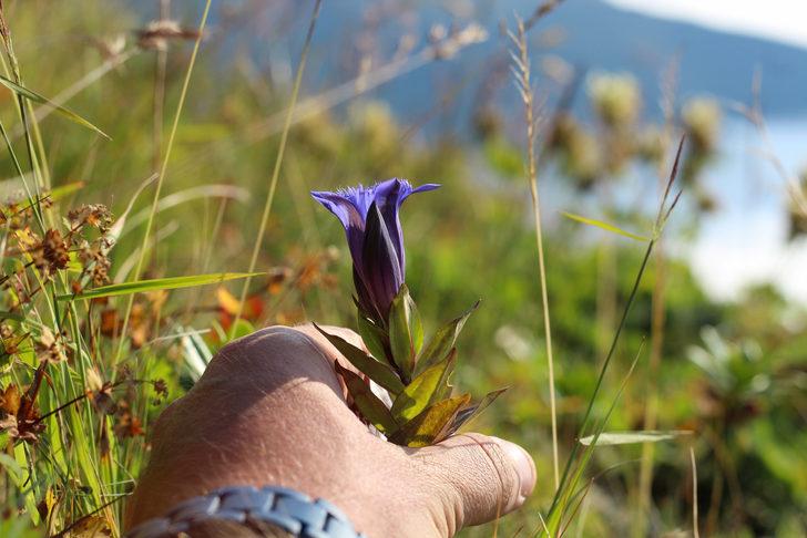 Kendi kendine yetişiyor, gördüğünüz yerde toplayın! Yaraları iz bırakmadan iyileştirir, enfeksiyona karşı korur, toksinleri atar... Yılan otu nedir, yılan otu faydaları nelerdir? G2