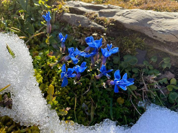 Kendi kendine yetişiyor, gördüğünüz yerde toplayın! Yaraları iz bırakmadan iyileştirir, enfeksiyona karşı korur, toksinleri atar... Yılan otu nedir, yılan otu faydaları nelerdir? G3