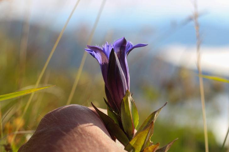 Kendi kendine yetişiyor, gördüğünüz yerde toplayın! Yaraları iz bırakmadan iyileştirir, enfeksiyona karşı korur, toksinleri atar... Yılan otu nedir, yılan otu faydaları nelerdir? G4