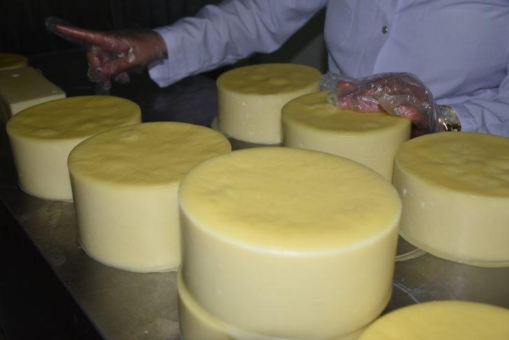 Türkiye'nin yöresel peynirleri Kars'ta buluşacak G2