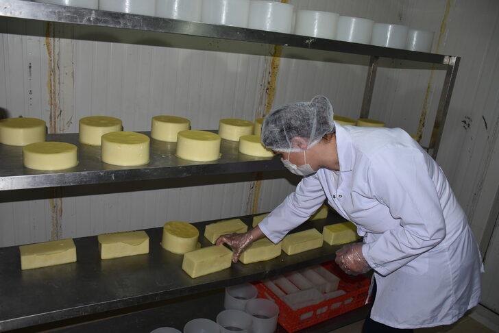 Türkiye'nin yöresel peynirleri Kars'ta buluşacak G3