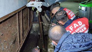 Ardahan'da biri gübre diğeri foseptik çukuruna düşen inek ile köpek kurtarıldı