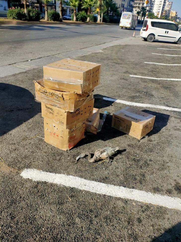 Aksaray'dan yolcu otobüsüyle Mersin'e gönderilen 47 flamingodan 26'sı telef oldu G1