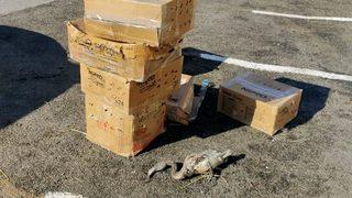 Aksaray'dan yolcu otobüsüyle Mersin'e gönderilen 47 flamingodan 26'sı telef oldu