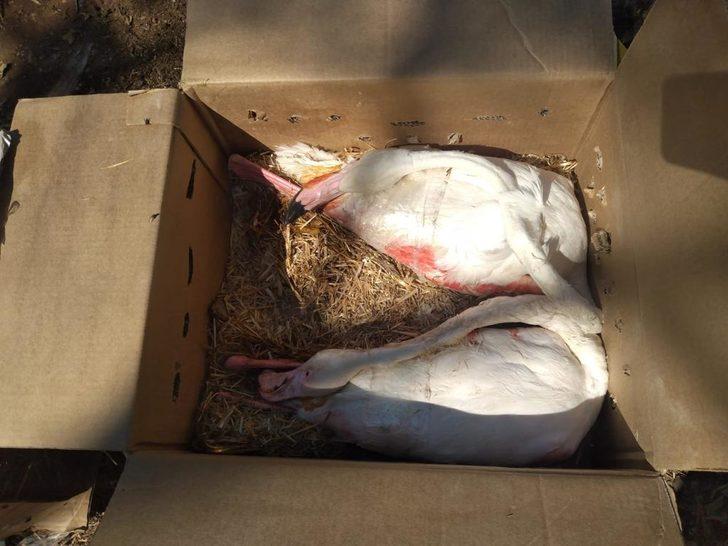 Aksaray'dan yolcu otobüsüyle Mersin'e gönderilen 47 flamingodan 26'sı telef oldu G2