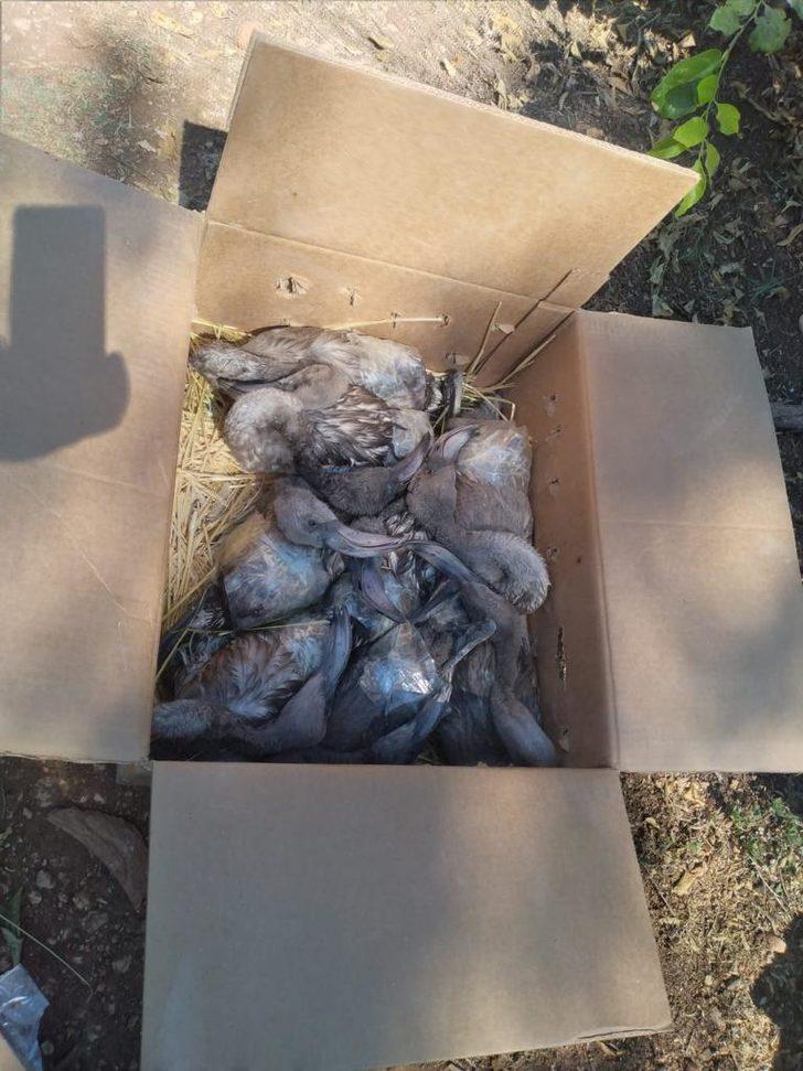 Aksaray'dan yolcu otobüsüyle Mersin'e gönderilen 47 flamingodan 26'sı telef oldu G3