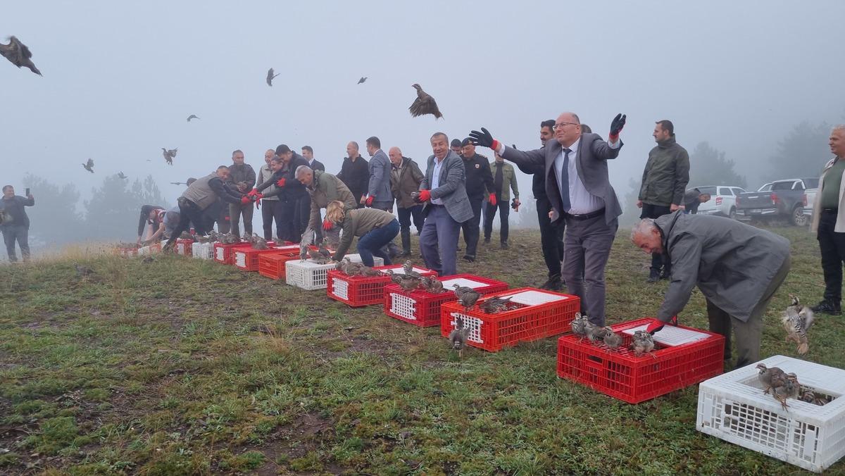 D&uuml;zce'de 1000 kınalı keklik doğaya bırakıldı