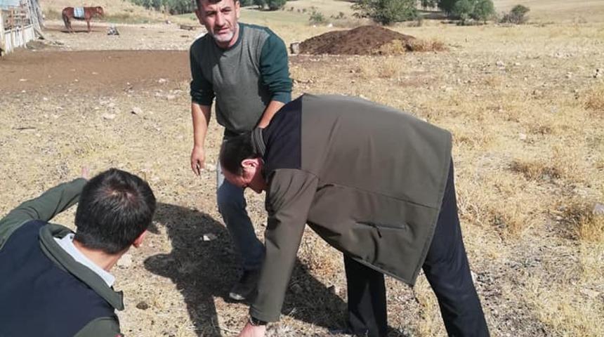 Bayburt'ta kurt saldırısı sonucu 12 küçükbaş hayvan telef oldu