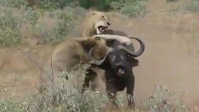 Aslanların nefes kesen bufalo avı
