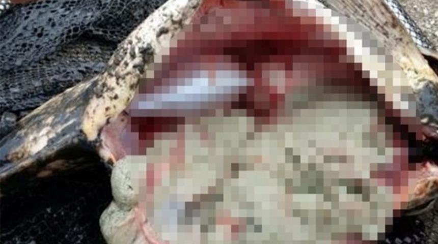 Eskişehir'de korku yaratan balık &ouml;l&uuml;mleri