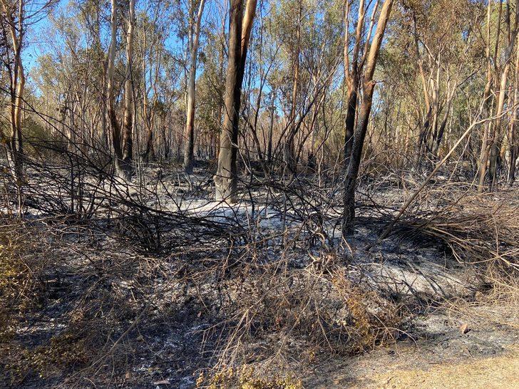 Antalya'nın Kaş ilçesindeki yangın kontrol altına alındı G1