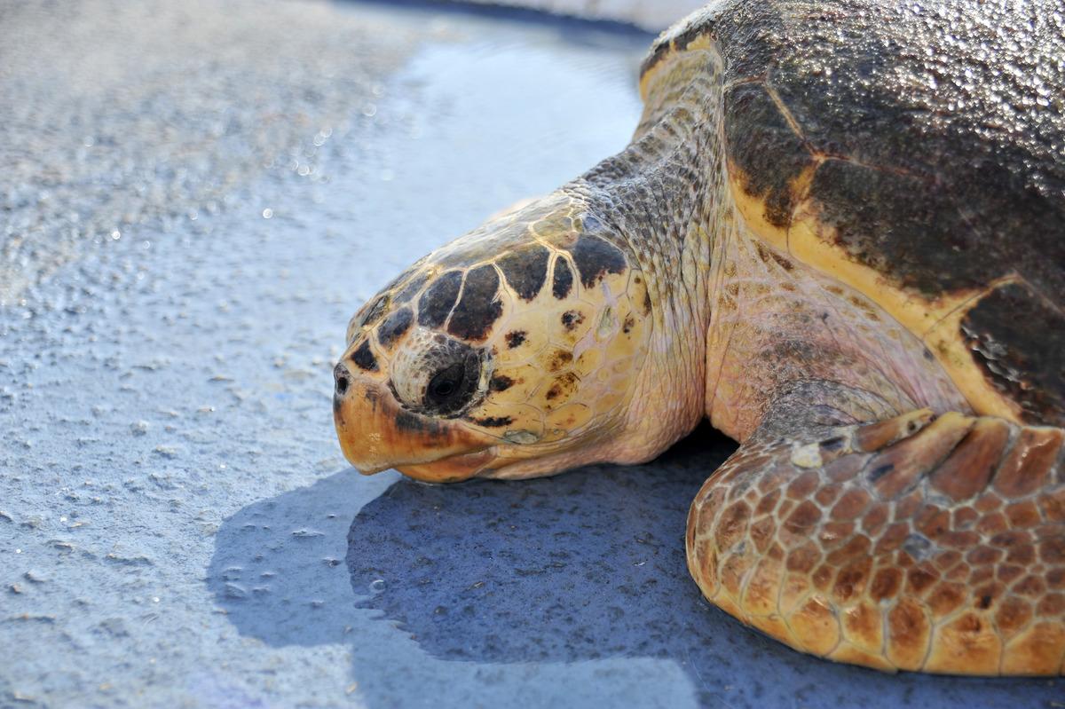 Mersin'de bitkin bulunan caretta caretta tedaviye alındı