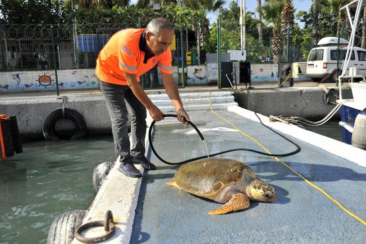 Mersin'de bitkin bulunan caretta caretta tedaviye alındı G2