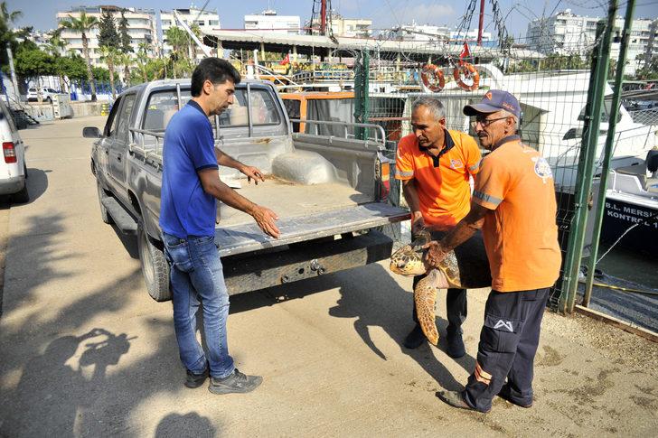 Mersin'de bitkin bulunan caretta caretta tedaviye alındı G3