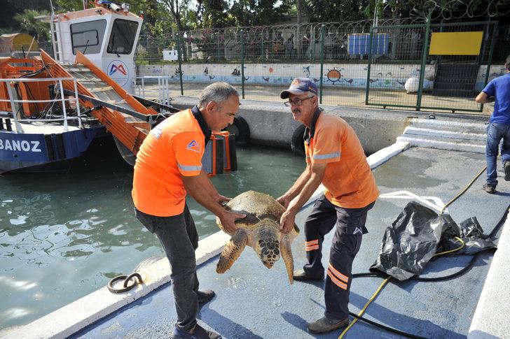 Mersin'de bitkin bulunan caretta caretta tedaviye alındı G4