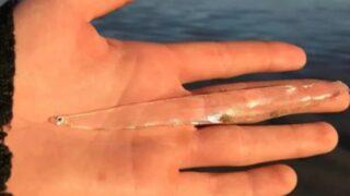 Çok nadir görülüyor! Tamamen şeffaf balık sosyal medyada popüler olmayı başardı