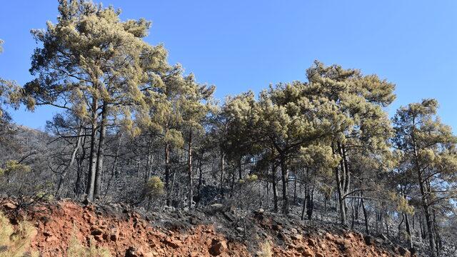Marmaris'teki orman yangınında 500 hektar alan yandı