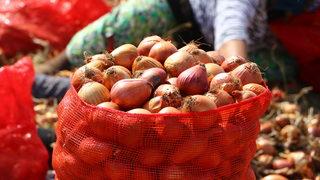 Tescilli Tekirdağ soğanında 3 bin ton rekolte bekleniyor