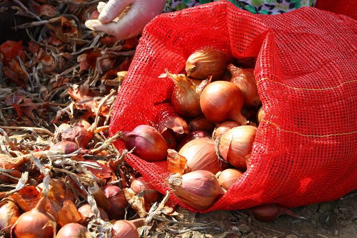 Tescilli Tekirdağ soğanında 3 bin ton rekolte bekleniyor G3