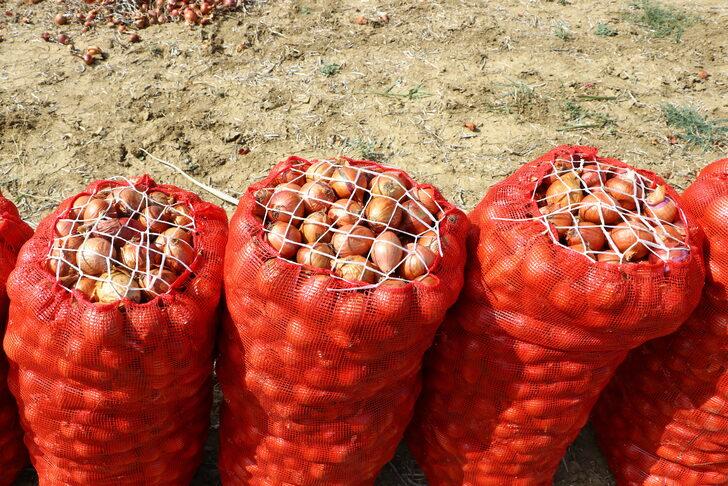 Tescilli Tekirdağ soğanında 3 bin ton rekolte bekleniyor G5