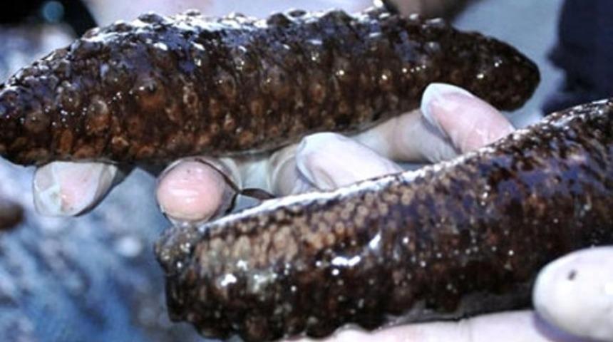 Kozmetikte de kullanılan 'Deniz patlıcanı nedir?' Sorusu yanıt buldu