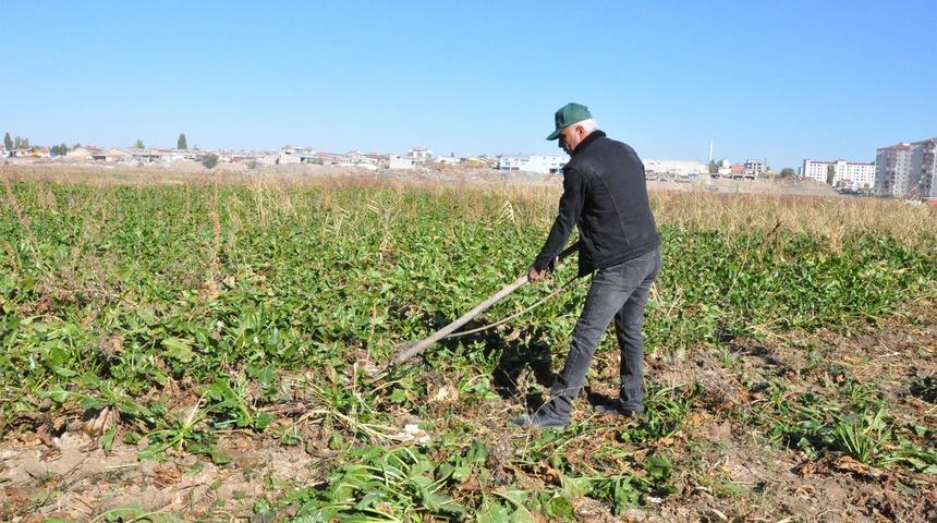 Yozgat'ta şeker pancarı çiftçisi açıklanan fiyatlardan memnun