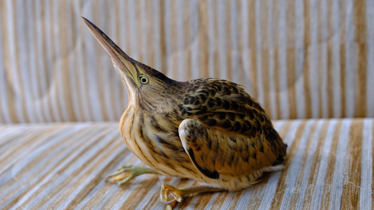 Sivas'ta &uuml;niversite hastanesinin bah&ccedil;esinde yaralı Hint balık&ccedil;ılı bulundu