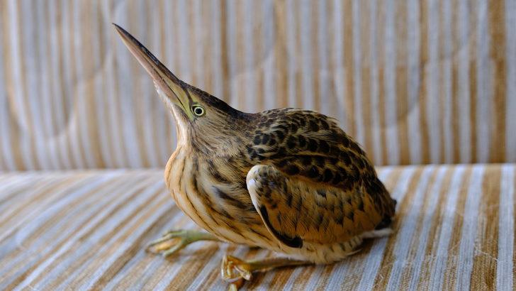 Sivas'ta üniversite hastanesinin bahçesinde yaralı Hint balıkçılı bulundu G1