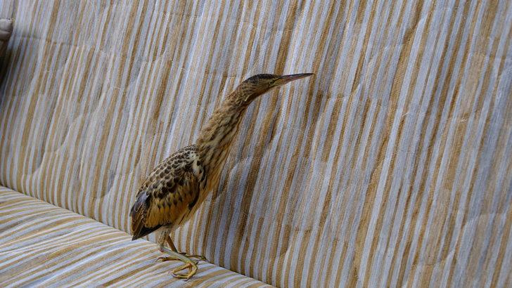 Sivas'ta üniversite hastanesinin bahçesinde yaralı Hint balıkçılı bulundu G2