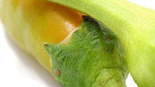 Kolon kanseri ile savaşır, bağışıklığı güçlendirir, güçlü bir antioksidan...