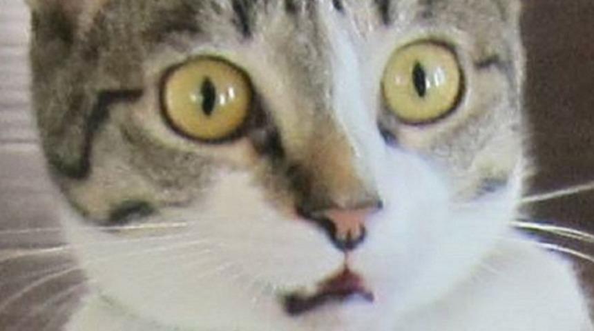 Bebekleri olduğunu s&ouml;ylemeyi unutan &ccedil;ifte kedinin inanılmaz tepkisi