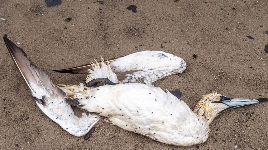 Gökten yağmur gibi ölü kuş yağdı: Gerçek biyogüvenlik tehdidi!
