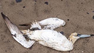 Gökten yağmur gibi ölü kuş yağdı: Gerçek biyogüvenlik tehdidi!