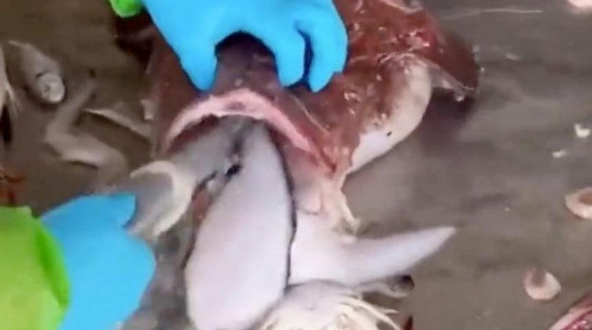 Adı 'deniz şeytanı'! Devasa balığın midesinden çıkanlar şaşkına çevirdi