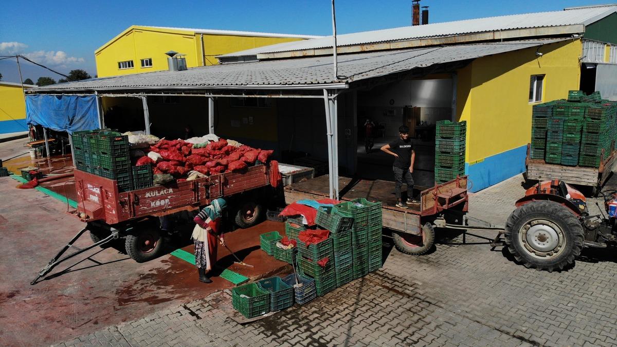 Bursa'dan Hollanda'ya "Kulaca biber sal&ccedil;ası" sevkiyatı kasımda başlayacak